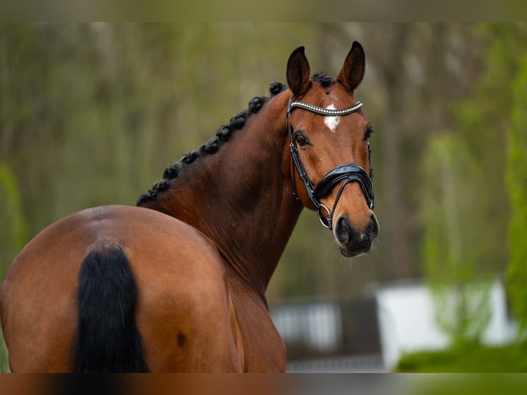 KWPN Wallach 15 Jahre 172 cm Rotbrauner in Mol