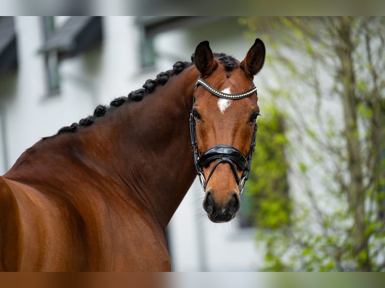 KWPN Wallach 15 Jahre 172 cm Rotbrauner in Mol