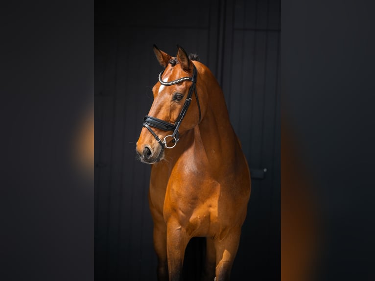 KWPN Wallach 15 Jahre 172 cm Rotbrauner in Mol