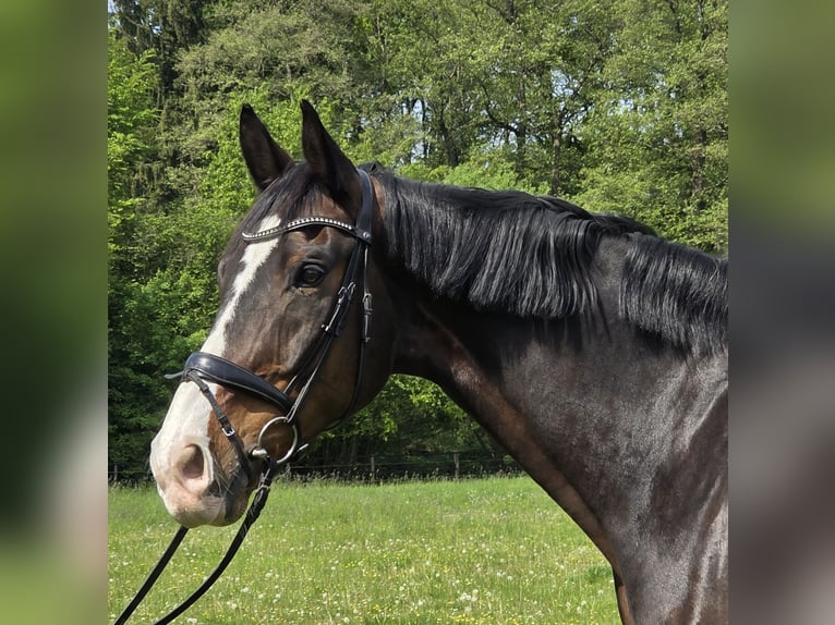 KWPN Wallach 15 Jahre 172 cm Schwarzbrauner in Wachtendonk