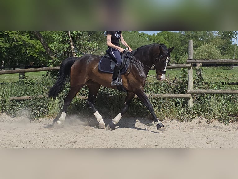 KWPN Wallach 15 Jahre 172 cm Schwarzbrauner in Wachtendonk