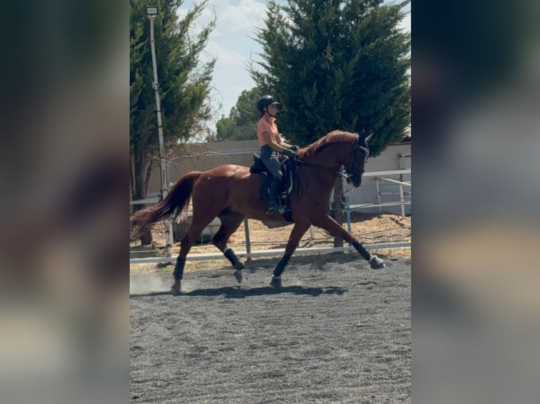 KWPN Wallach 15 Jahre 173 cm Fuchs in Madrid