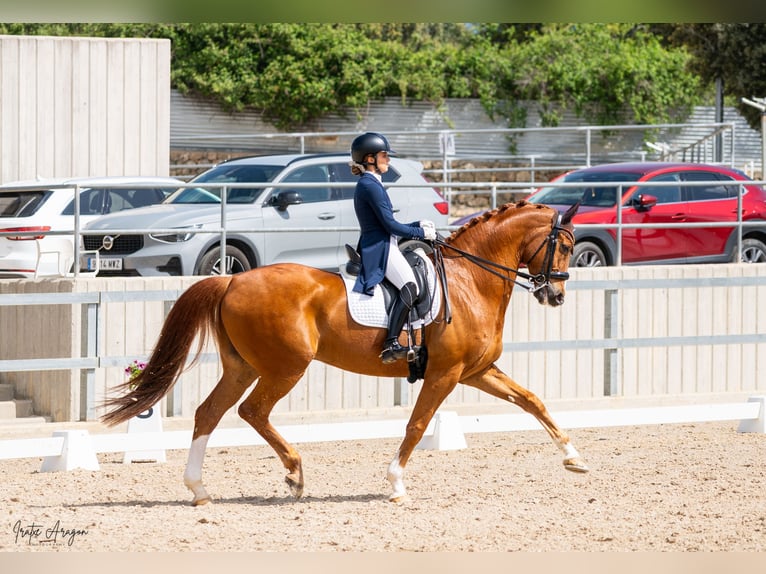KWPN Wallach 15 Jahre 173 cm Fuchs in Madrid