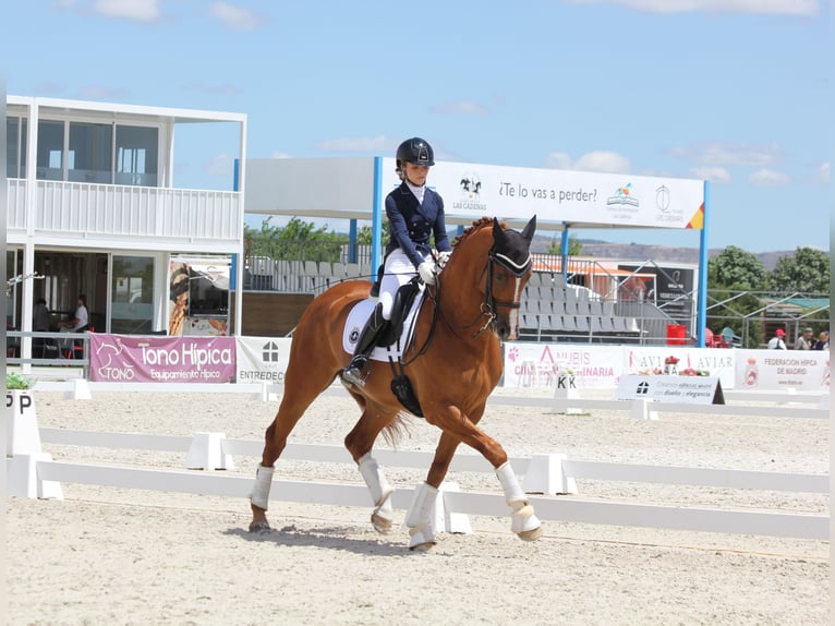 KWPN Wallach 15 Jahre 173 cm Fuchs in Madrid