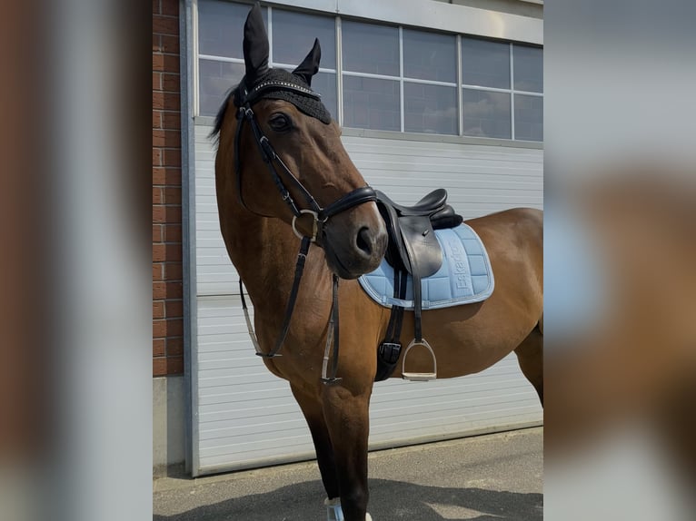 KWPN Wallach 15 Jahre 174 cm Brauner in Krefeld