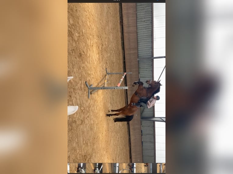 KWPN Wallach 15 Jahre 175 cm Brauner in Alesheim