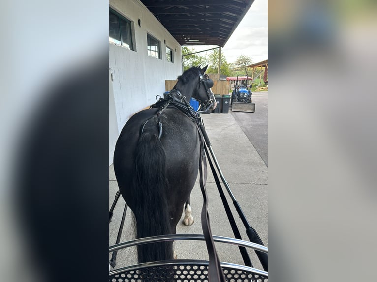 KWPN Wallach 15 Jahre 175 cm  in Adelsheim