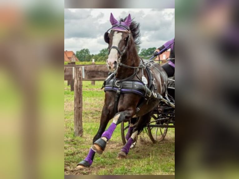 KWPN Wallach 15 Jahre 175 cm  in Adelsheim