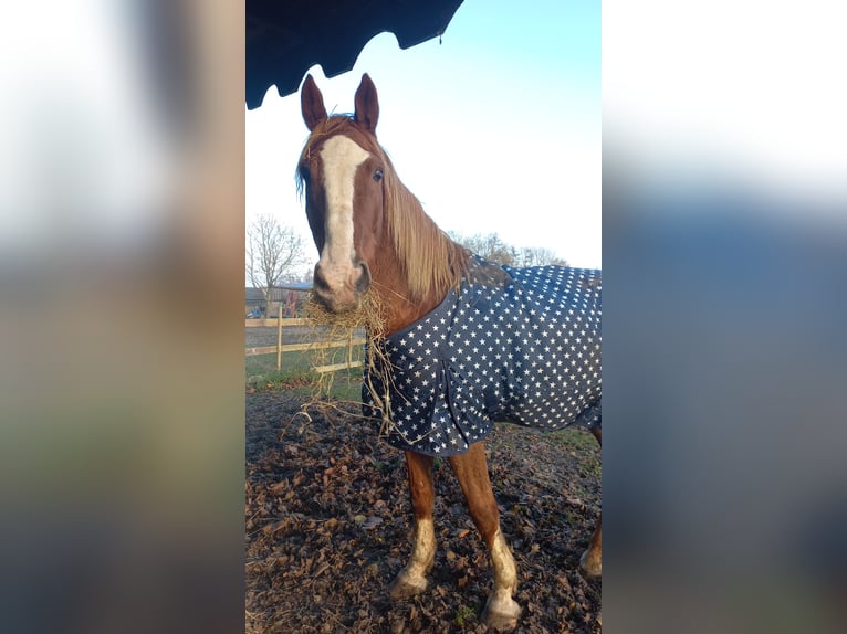 KWPN Wallach 15 Jahre 175 cm Fuchs in Elst utrecht