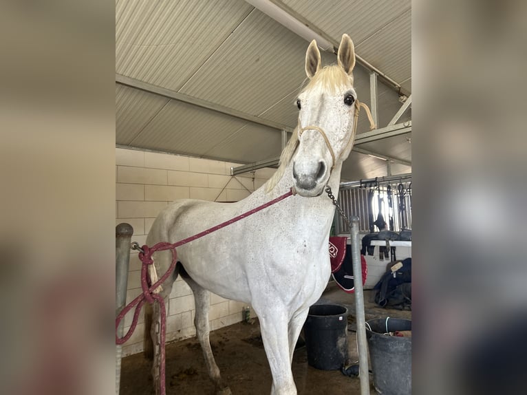 KWPN Wallach 15 Jahre 175 cm Schimmel in Lleida