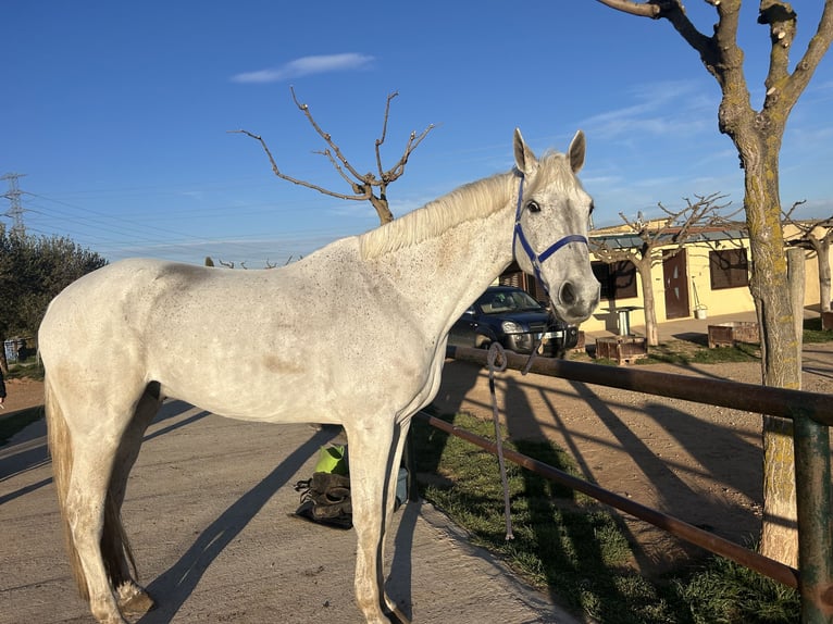 KWPN Wallach 15 Jahre 175 cm Schimmel in Lleida