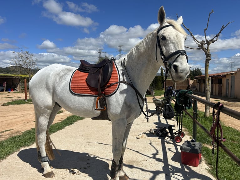 KWPN Wallach 15 Jahre 175 cm Schimmel in Lleida