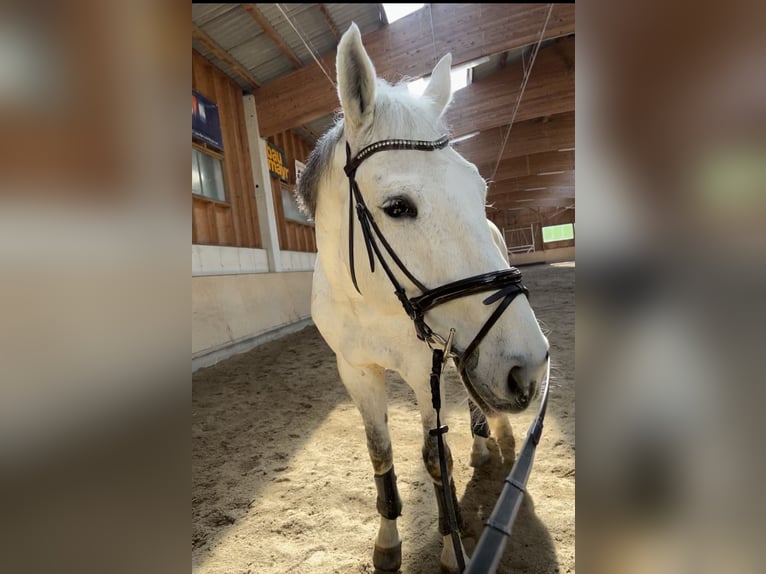 KWPN Wallach 15 Jahre 176 cm Apfelschimmel in Waldzell