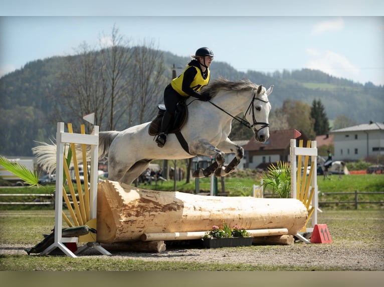 KWPN Wallach 15 Jahre 176 cm Apfelschimmel in Waldzell