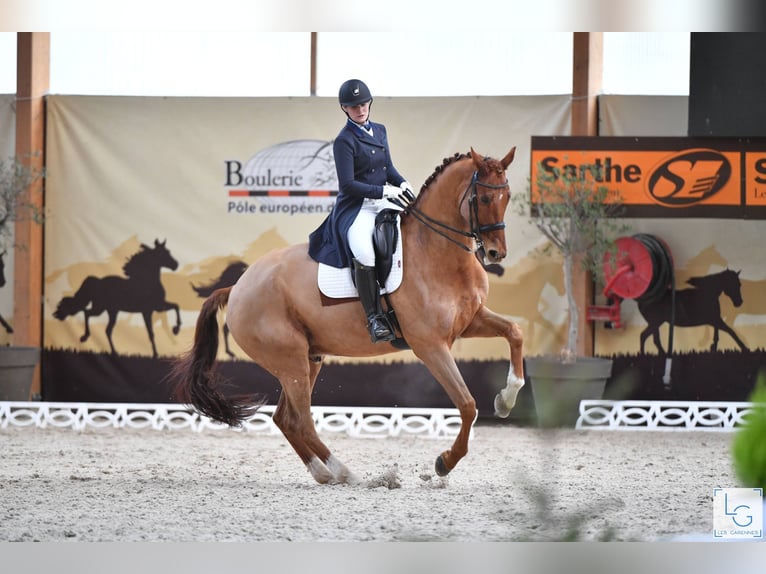 KWPN Wallach 15 Jahre 178 cm Fuchs in Oise