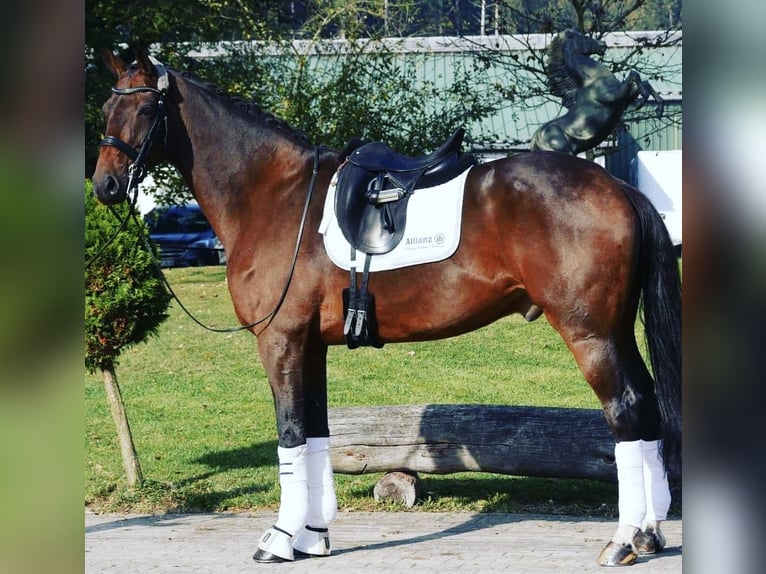 KWPN Wallach 15 Jahre 182 cm Brauner in Valley