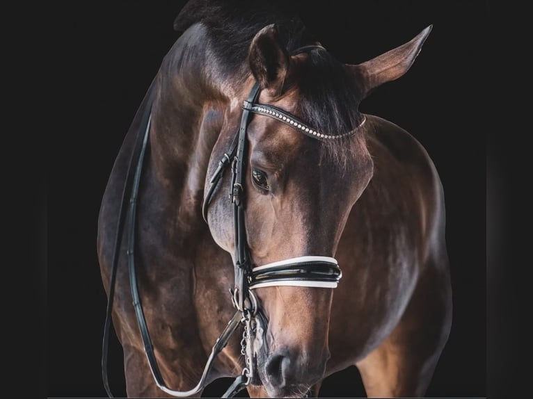 KWPN Wallach 15 Jahre 183 cm Dunkelbrauner in San Diego, CA