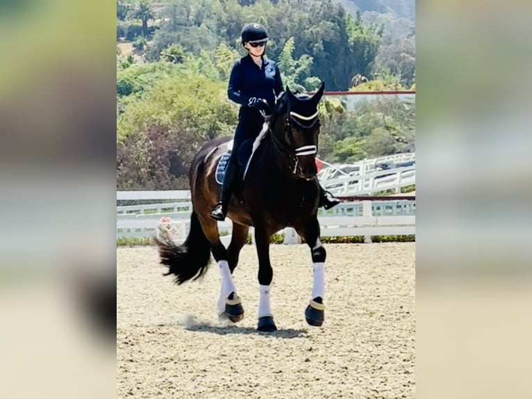 KWPN Wallach 15 Jahre 183 cm Dunkelbrauner in San Diego, CA