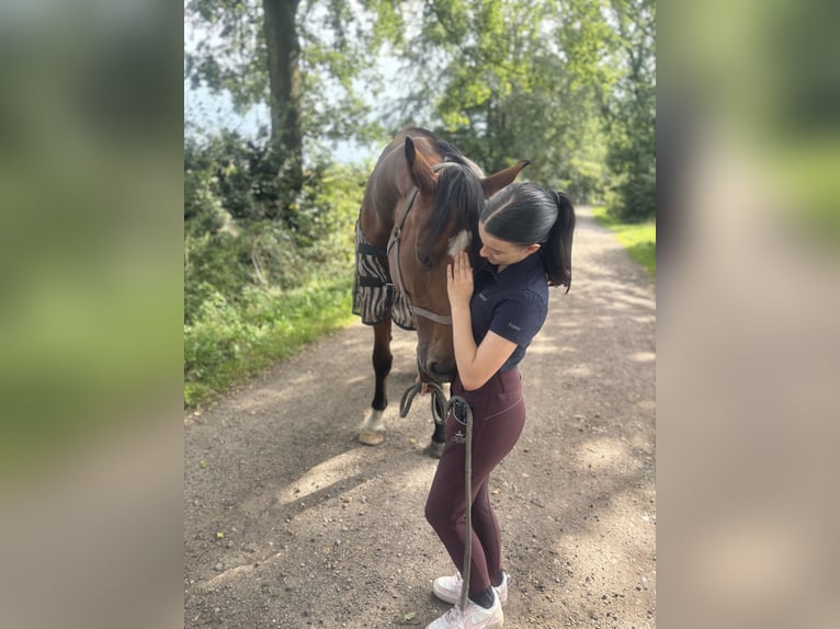 KWPN Wallach 15 Jahre 185 cm Brauner in Wahlstedt