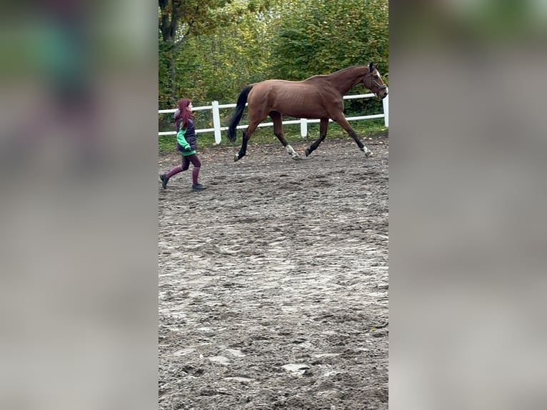 KWPN Wallach 15 Jahre 185 cm Brauner in Wahlstedt