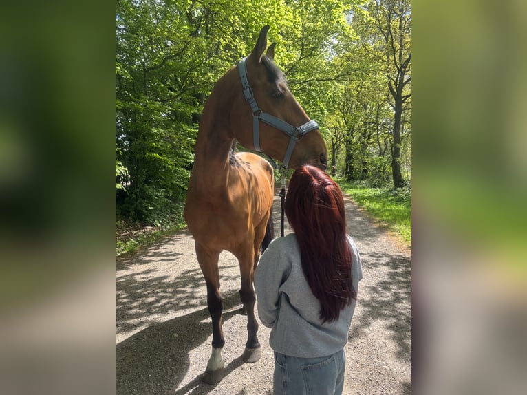 KWPN Wallach 15 Jahre 185 cm Brauner in Wahlstedt