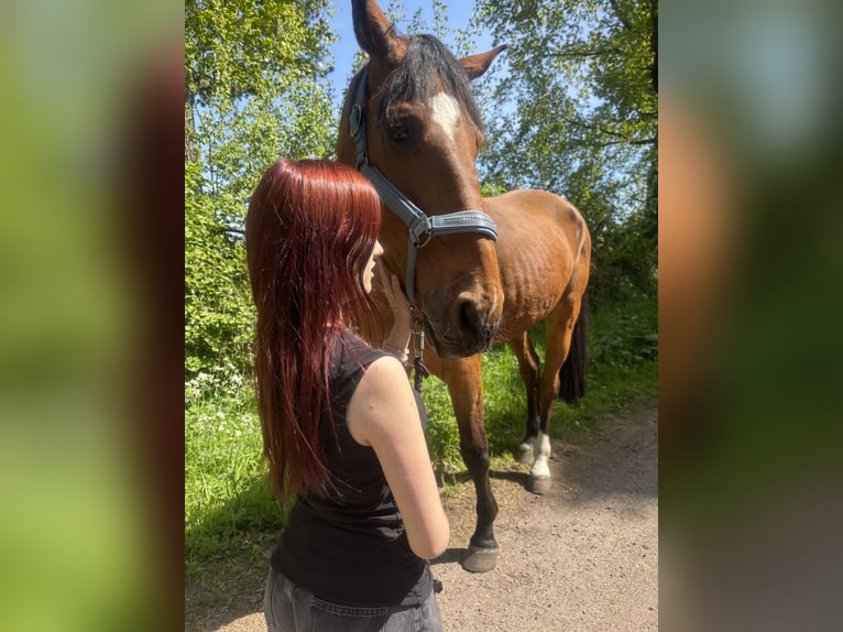 KWPN Wallach 15 Jahre 185 cm Brauner in Wahlstedt