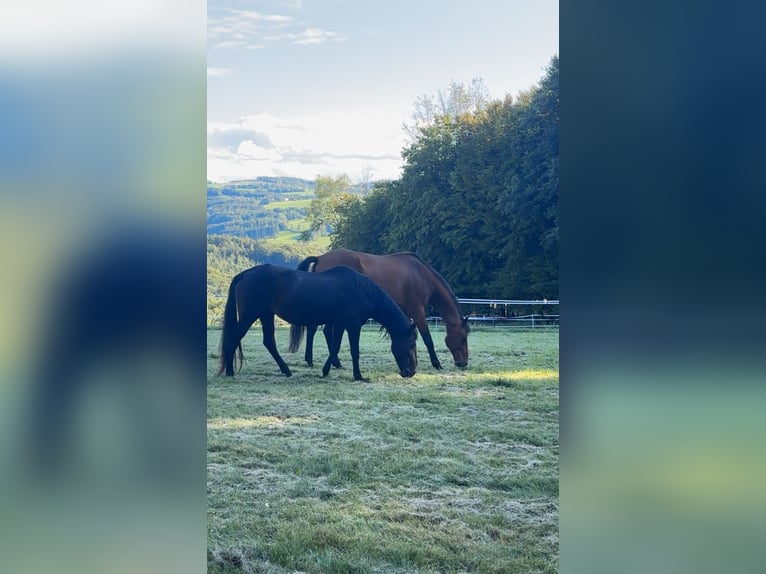 KWPN Mix Wallach 15 Jahre in Trainst