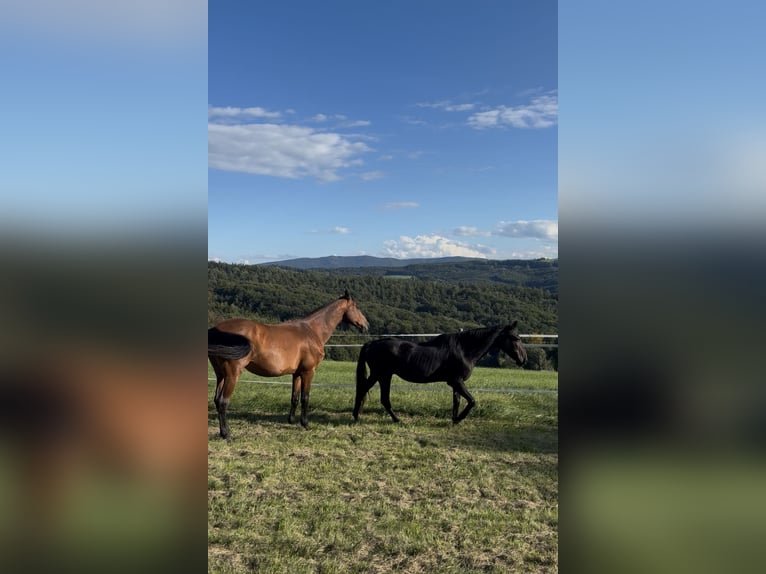 KWPN Mix Wallach 15 Jahre in Trainst