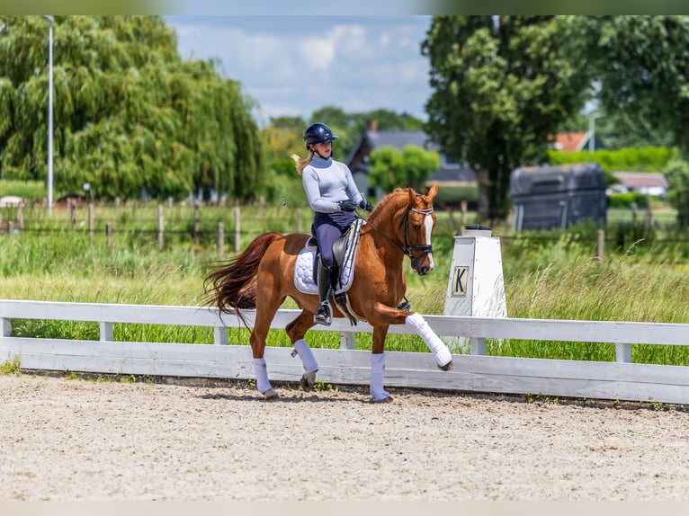 KWPN Wallach 15 Jahre Fuchs in Strijen