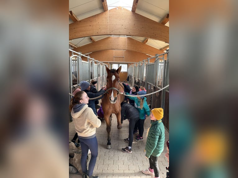 KWPN Wallach 16 Jahre 165 cm Brauner in Dinkelsbühl