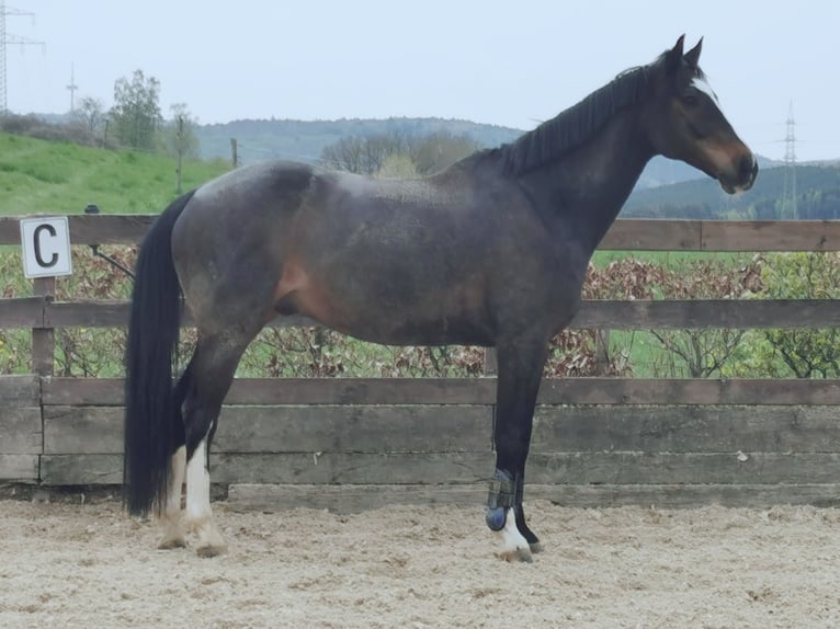 KWPN Wallach 16 Jahre 165 cm Brauner in Siegen