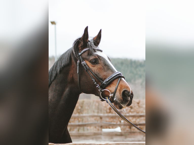 KWPN Wallach 16 Jahre 165 cm Brauner in Siegen