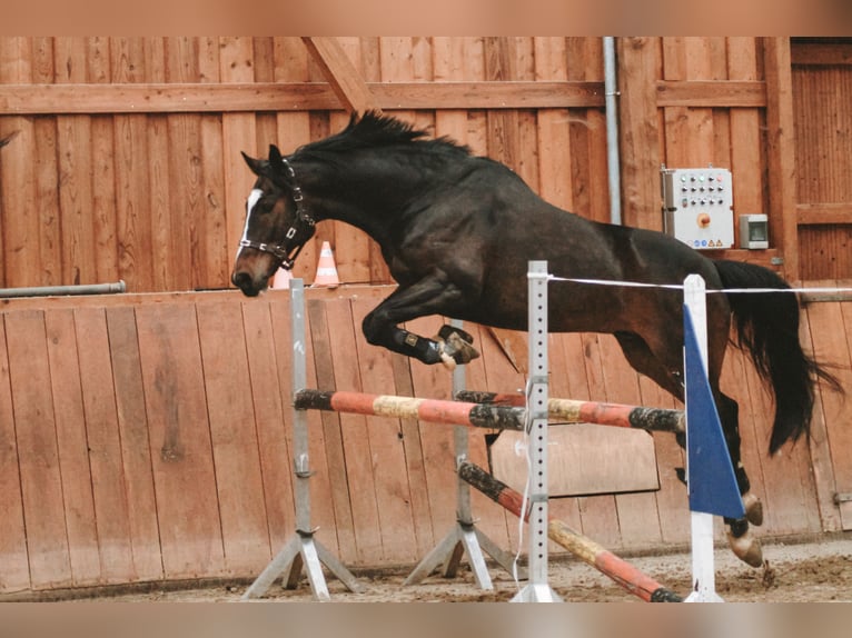 KWPN Wallach 16 Jahre 165 cm Brauner in Siegen