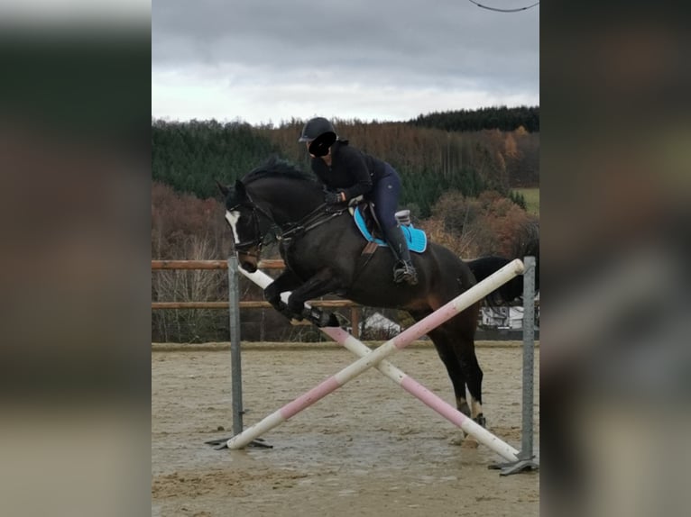 KWPN Wallach 16 Jahre 165 cm Brauner in Siegen