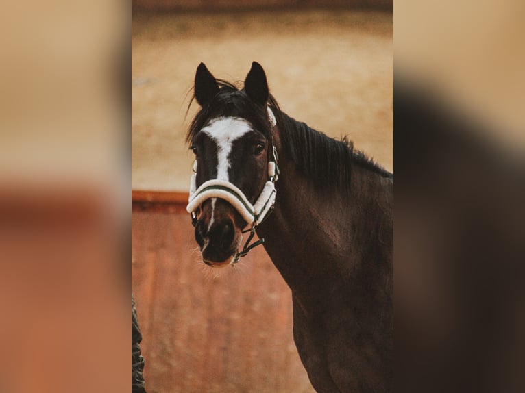 KWPN Wallach 16 Jahre 165 cm Brauner in Siegen