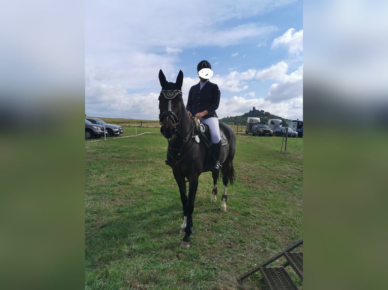 KWPN Wallach 16 Jahre 165 cm Brauner in Siegen