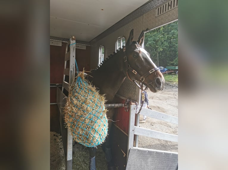 KWPN Wallach 16 Jahre 165 cm Brauner in Siegen