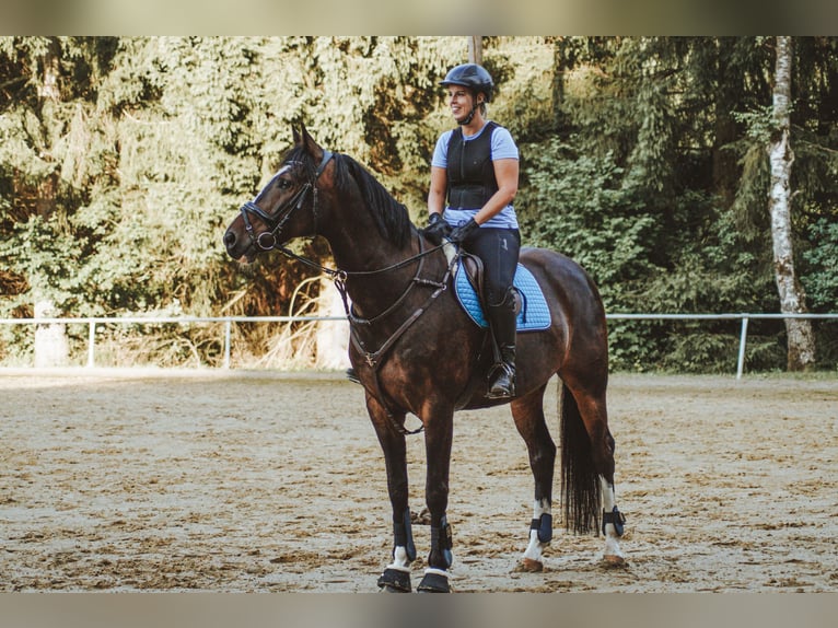 KWPN Wallach 16 Jahre 165 cm Brauner in Siegen
