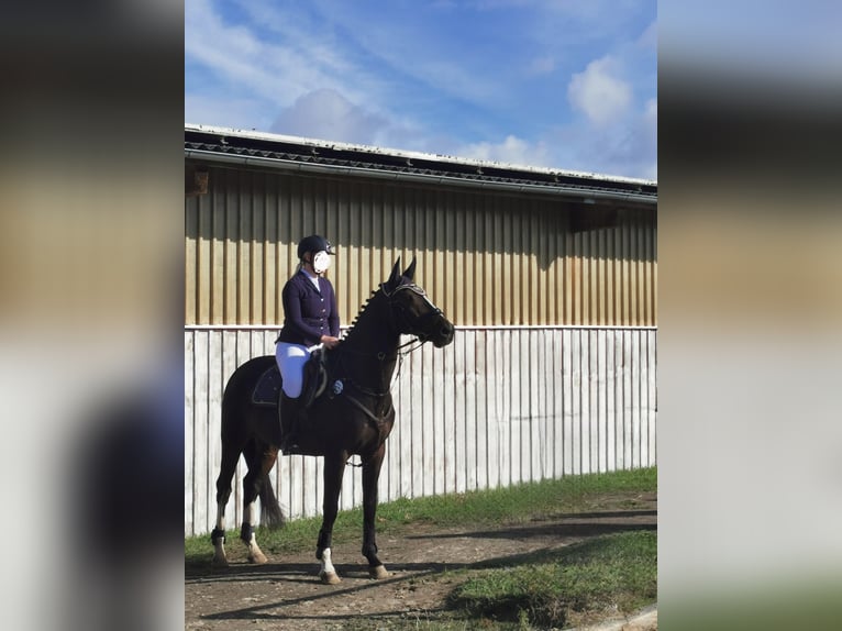 KWPN Wallach 16 Jahre 165 cm Brauner in Siegen
