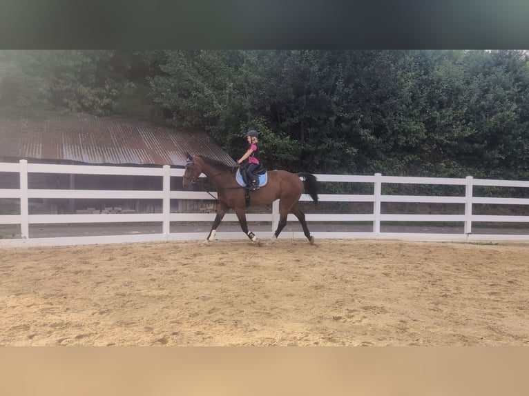 KWPN Wallach 16 Jahre 166 cm Brauner in Morsbach
