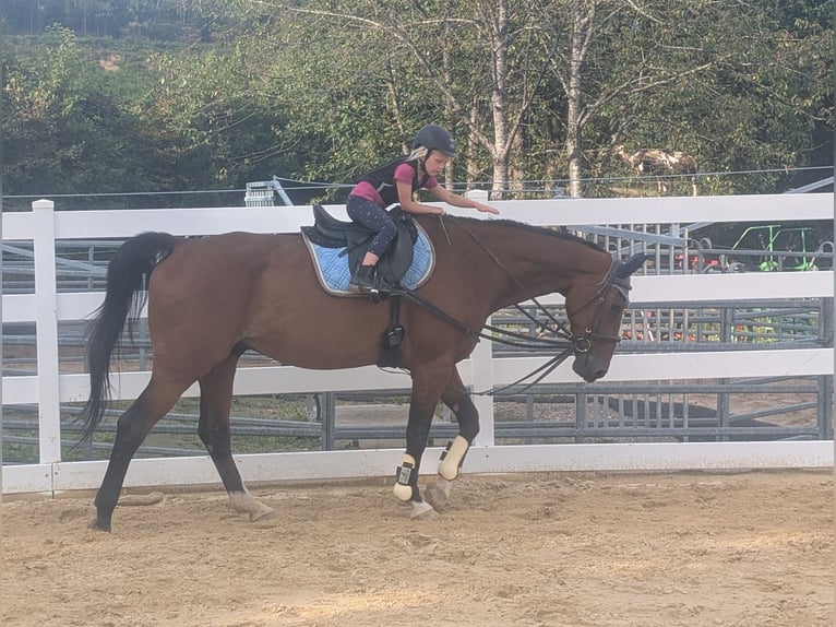 KWPN Wallach 16 Jahre 166 cm Brauner in Morsbach