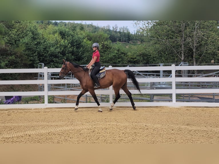 KWPN Wallach 16 Jahre 166 cm Brauner in Morsbach