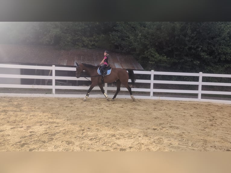 KWPN Wallach 16 Jahre 166 cm Brauner in Morsbach