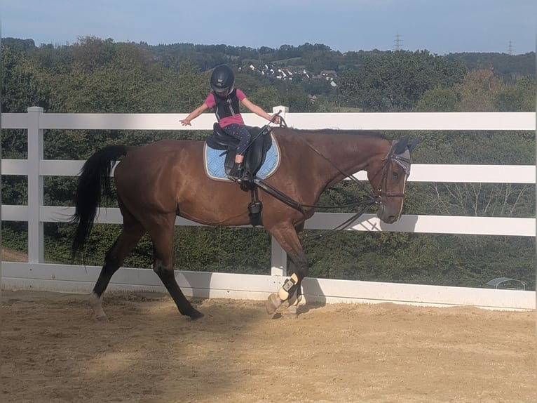 KWPN Wallach 16 Jahre 166 cm Brauner in Morsbach