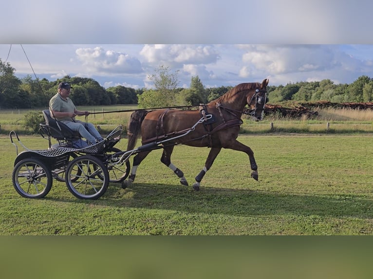 KWPN Wallach 16 Jahre 166 cm Dunkelfuchs in Darp
