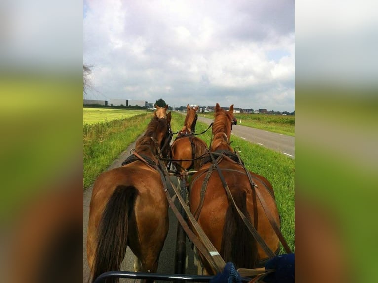 KWPN Wallach 16 Jahre 166 cm Dunkelfuchs in Darp