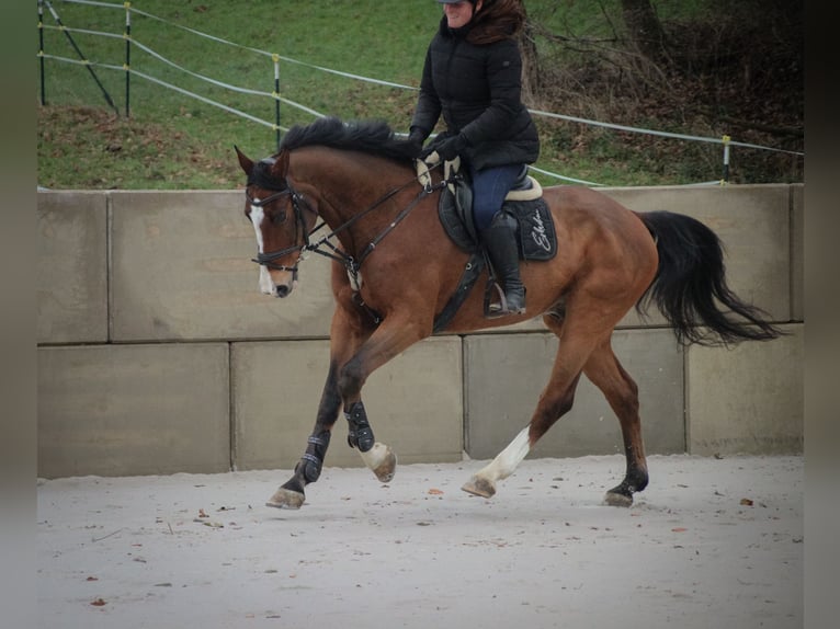 KWPN Wallach 16 Jahre 167 cm Brauner in Nettersheim