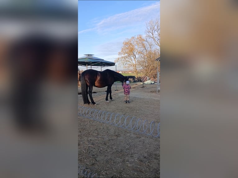 KWPN Wallach 16 Jahre 168 cm Dunkelbrauner in Buch am Buchrain