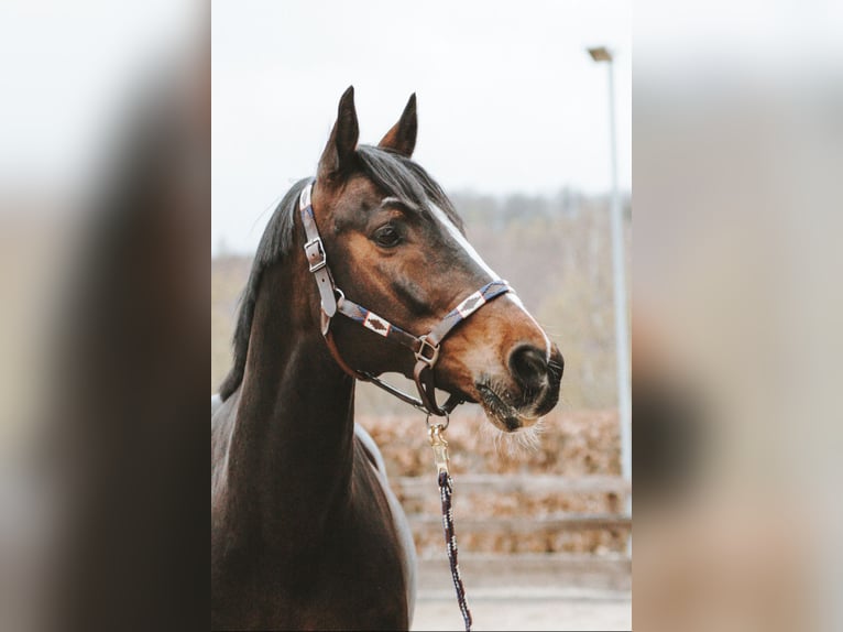 KWPN Wallach 16 Jahre 168 cm Dunkelbrauner in Siegen