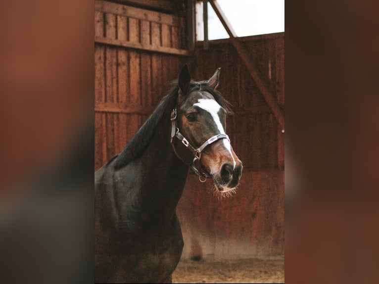 KWPN Wallach 16 Jahre 168 cm Dunkelbrauner in Siegen